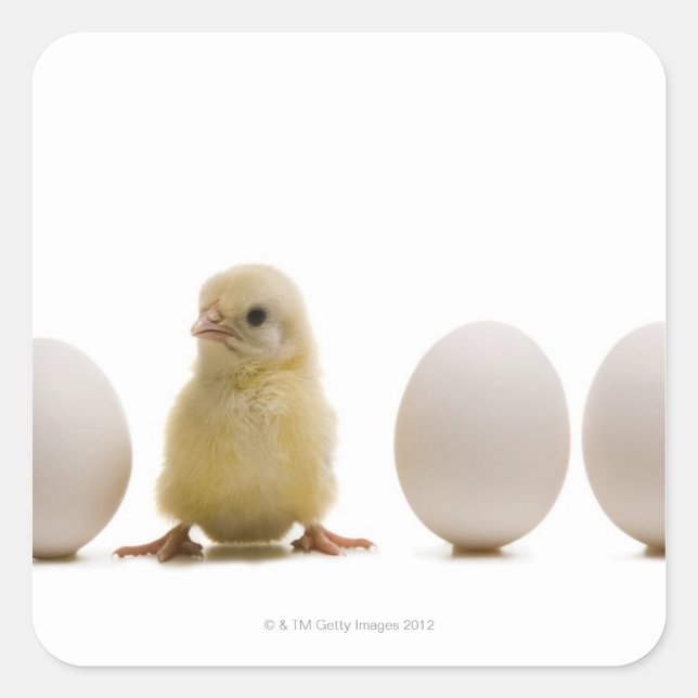 Sticker Carré Gros plan d'un bébé poussin avec trois oeufs (Devant)