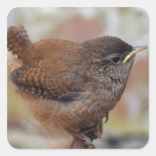 Sticker Carré Gros Plan D'Un Joli Jeune Wren