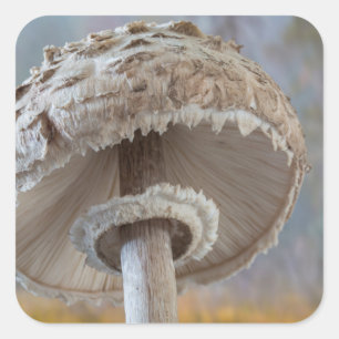 Sticker Carré Gros Plan Sous Les Champignons