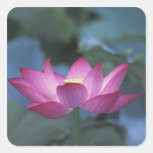 Sticker Carré Gros plan sur une fleur de lotus rouge et des feui