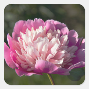 Sticker Carré Grosses fleurs de pivoine rose le jour du printemp