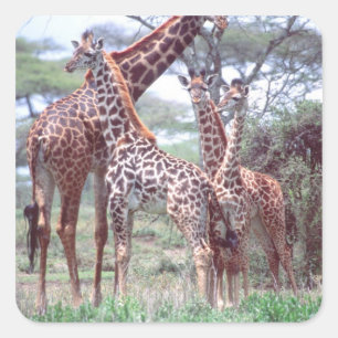 Sticker Carré Groupe de girafes ou troupeau avec jeunes, Giraffa
