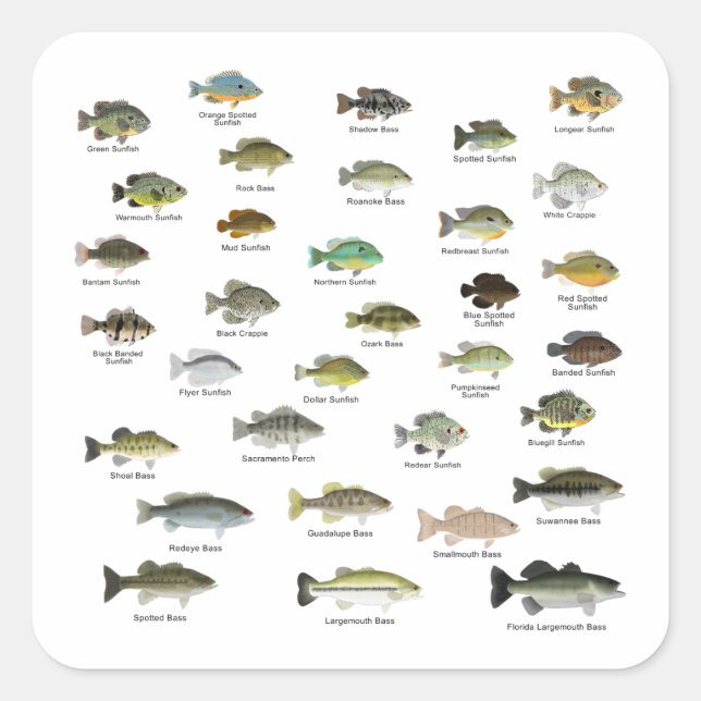 Sticker Carré Groupe de la famille Sunfish (Devant)