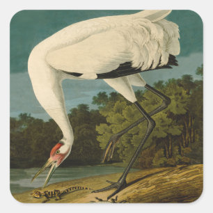 Sticker Carré Grue blanche Audubon Peinture d'oiseaux