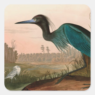 Sticker Carré Grue bleue ou Heron Birds of America Audubon Impri