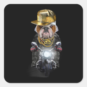 Sticker Carré Grumpy English Bulldog avec Casquette Hip hop équi