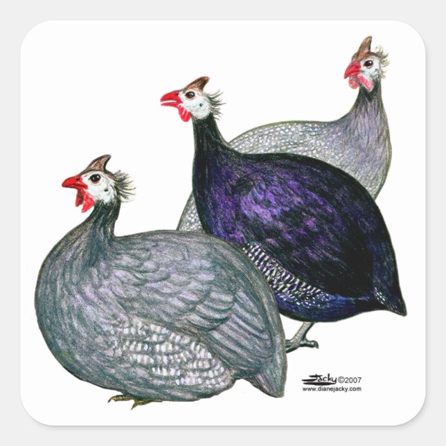Sticker Carré Guineas trois (Devant)