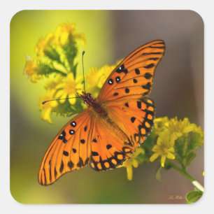 Sticker Carré Gulf Fritillary ou Passion Butterfly sur Verge d'O