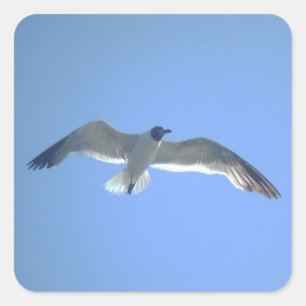 Sticker Carré Gull en vol