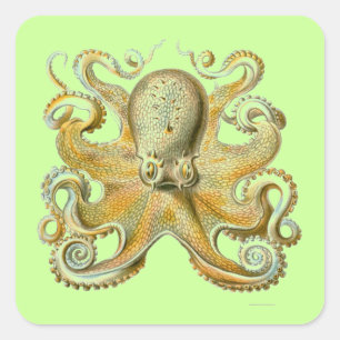 Sticker Carré Haeckel Octopus