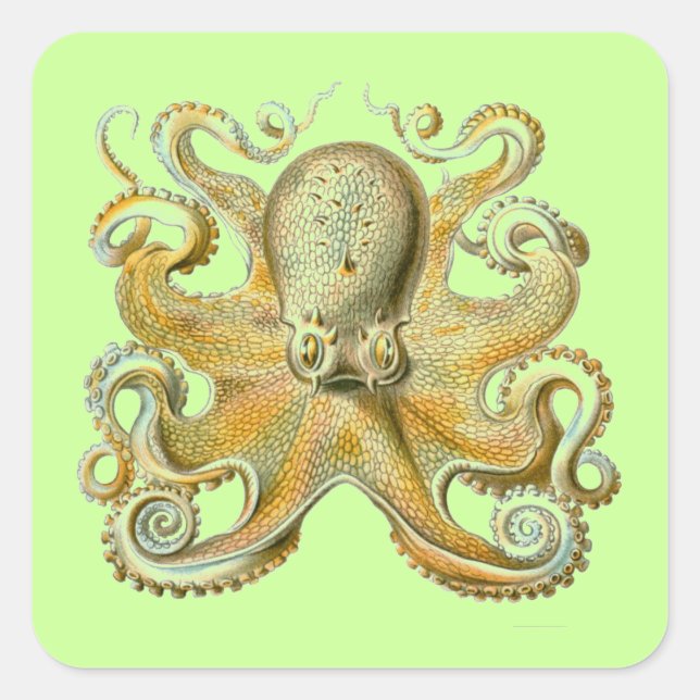 Sticker Carré Haeckel Octopus (Devant)