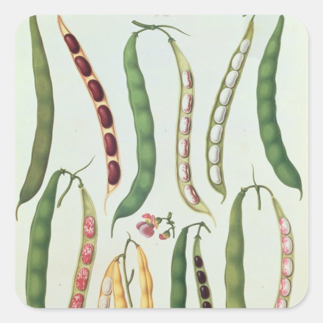 Sticker Carré Haricots (Devant)