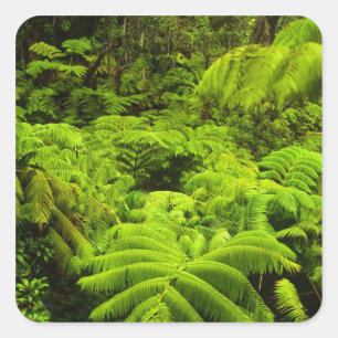 Sticker Carré Hawaii, Grande Ile, Verdure tropicale luxuriante d