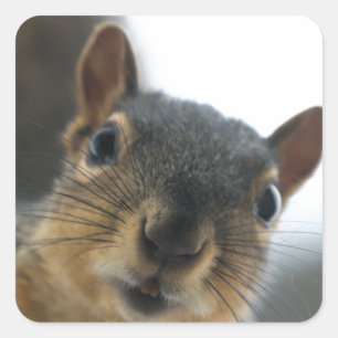 Sticker Carré Hé, là