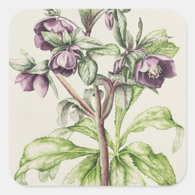 Sticker Carré Helleborus Orientalis de Helen Ballard (Devant)