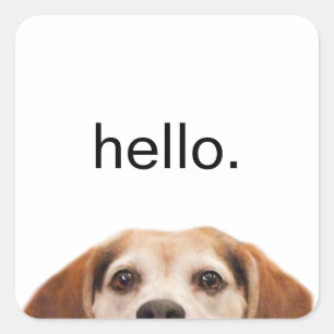 Sticker Carré Hello mignon Beagle chien moderne tendance