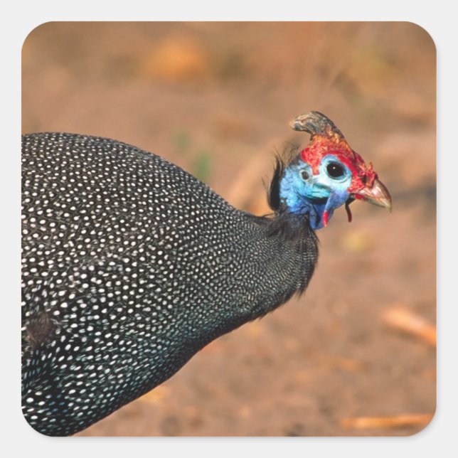 Sticker Carré Helmeted Guinea Fowl (Numida meleagris). Afrique, (Devant)