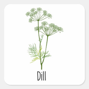 Sticker Carré Herbe Dill Spices