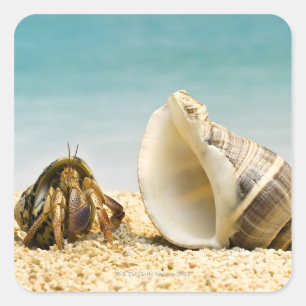 Sticker Carré Hermite crabe regardant une coquille plus grande