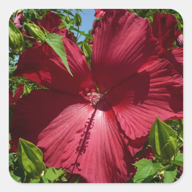Sticker Carré Hibiscus Flower and Blue Sky (Devant)