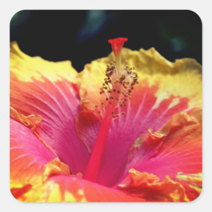 Sticker Carré Hibiscus Flower Close