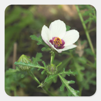 Sticker Carré Hibiscus Trionum - Fleur d'une heure