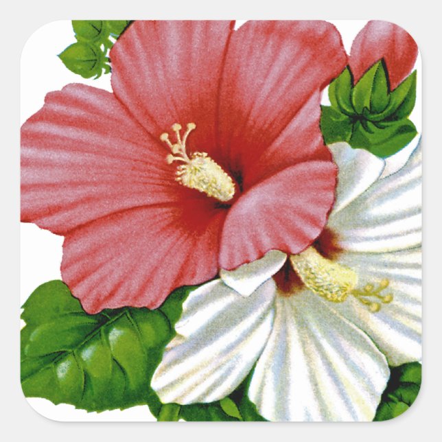 Sticker Carré Hibiscus Vintage Seed Packet (Devant)