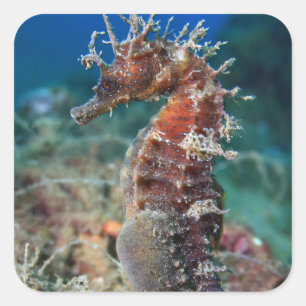 Sticker Carré Hippocampe Hippocampus Ramulosus