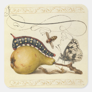 Sticker Carré Hoefnagel Vintage Poire & Insectes 1500 Renaissanc