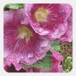 Sticker Carré Hollyhock rose beauté