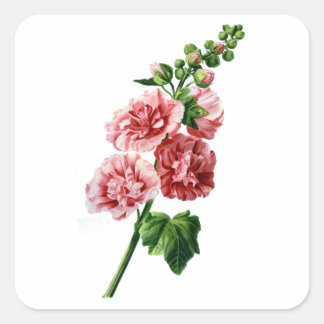 Sticker Carré Hollyhock rose tiré de la nature