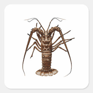 Sticker Carré Homard épineux des Caraïbes
