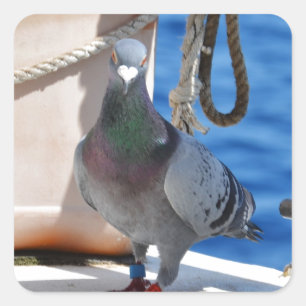 Sticker Carré Homing Pigeon