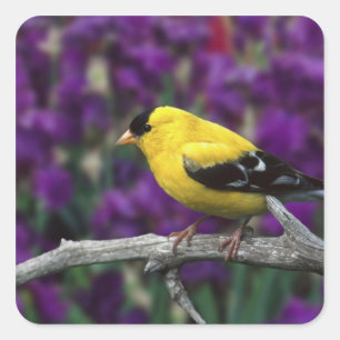 Sticker Carré Homme, Américain Goldfinch en plumage d'été,
