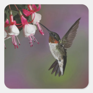 Sticker Carré Homme Ruby gorge colibri, Archilochus