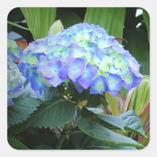 Sticker Carré Hortensias bleus Fleurs Floral Nature Photographie