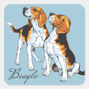 Sticker Carré Hound beagle