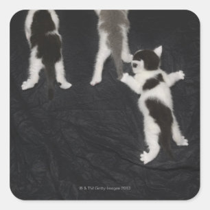 Sticker Carré Husky Puppy