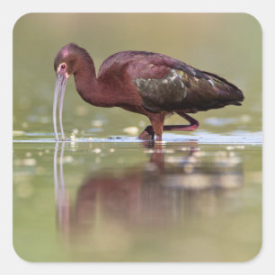 Sticker Carré Ibis dans les étangs