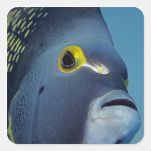 Sticker Carré Îles Caïmans, Poisson ange français Pomacanthus