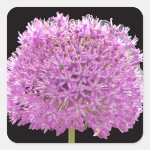 Sticker Carré Illium Summer Spring Flower - Irish Design