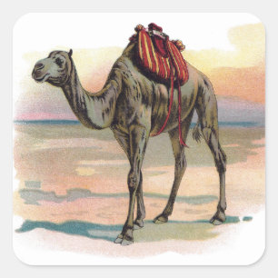 Sticker Carré Illustration antique de chameau de dromadaire
