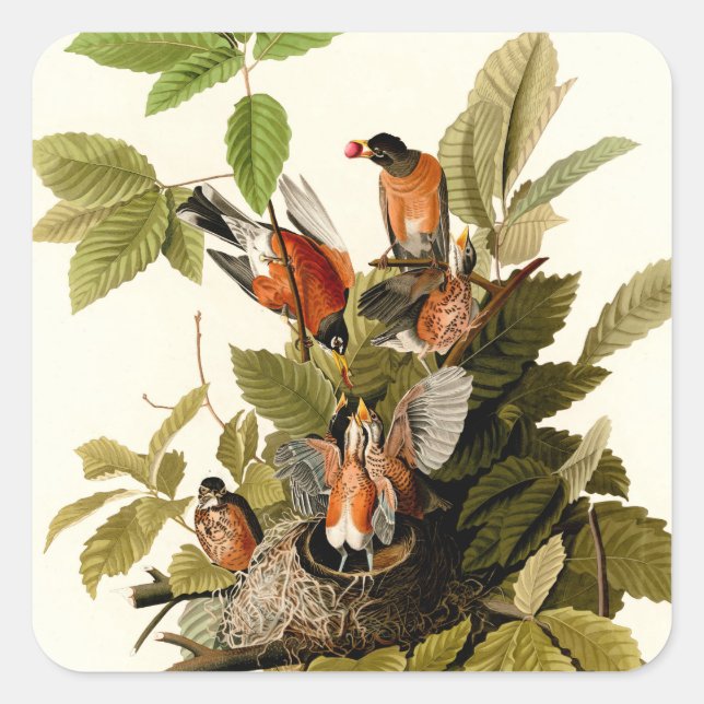Sticker Carré Illustration Audubon American Robin Wildlife Bird (Devant)