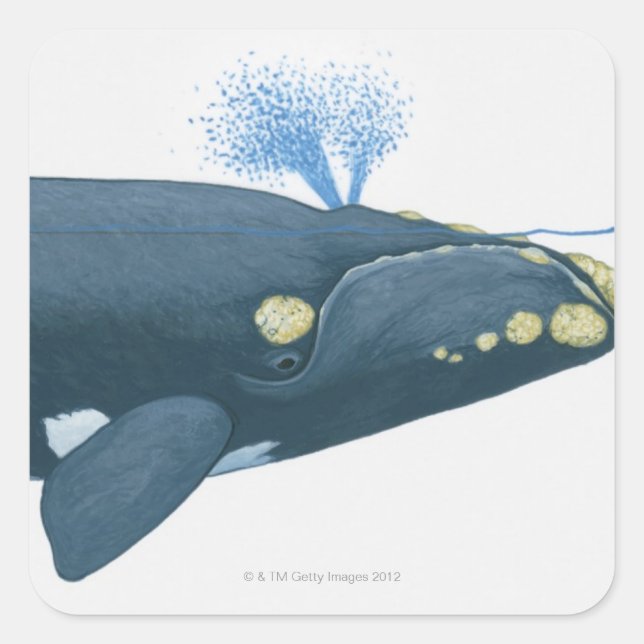 Sticker Carré Illustration de la baleine noire du Pacifique Nord (Devant)