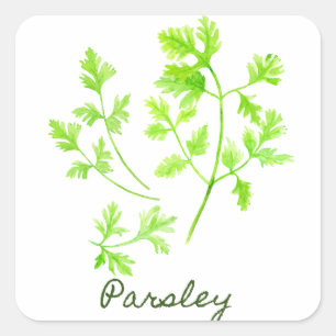 Sticker Carré Illustration de persil d'herbe d'aquarelle