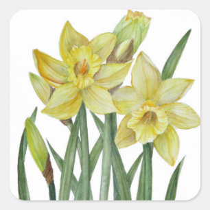 Sticker Carré Illustration du portrait des jonquilles d'aquarell