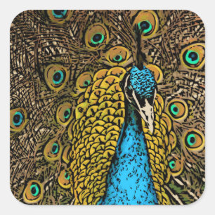 Sticker Carré Illustration Peacock Splendor