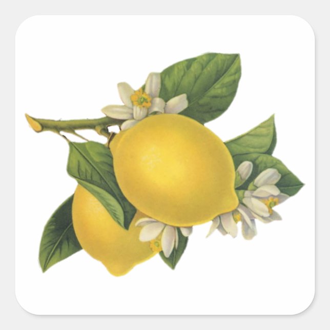 Sticker Carré Illustration vintage citrons (Devant)