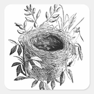 Sticker Carré illustration vintage du nid d'oiseaux