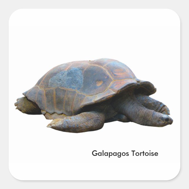 Sticker Carré Image de tortue pour Carré-Stickers-Glossy (Devant)